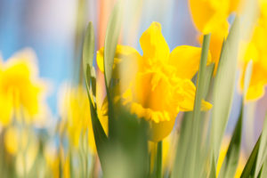 Yellow Narcissus, Springtime, Garden, Finland Yellow Narcissus, Springtime, Garden, Finland